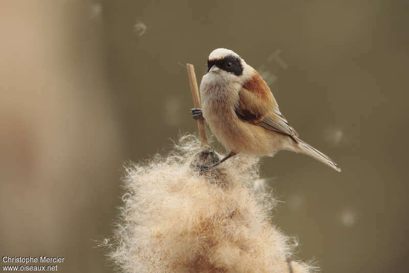 Rémiz penduline mâle adulte, identification