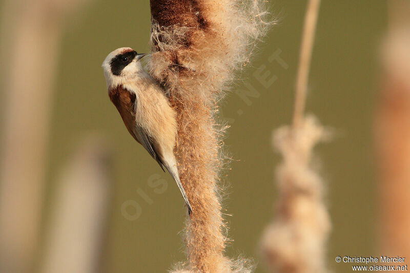 Rémiz penduline