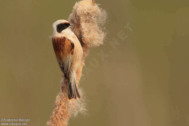 Eurasian Penduline Tit