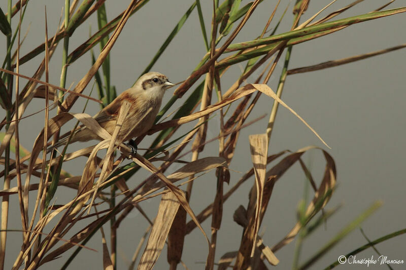 Eurasian Penduline Tit