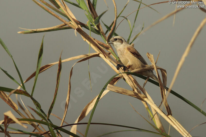 Eurasian Penduline Tit