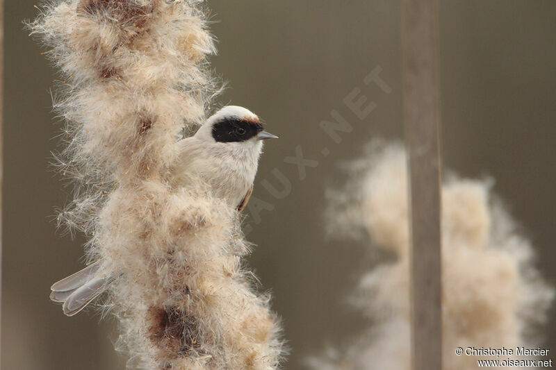 Eurasian Penduline Tit