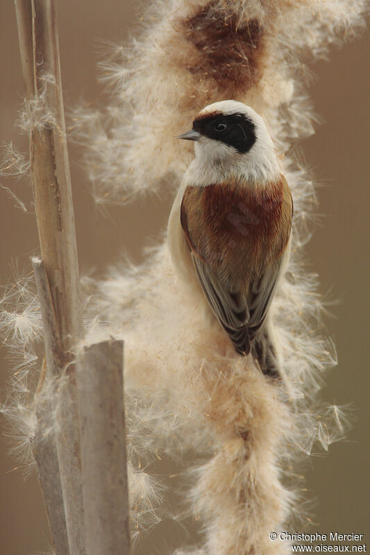 Eurasian Penduline Tit