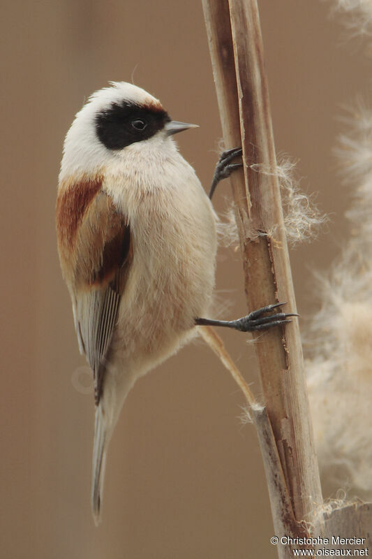 Rémiz penduline