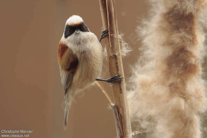 Rémiz penduline, identification