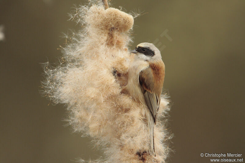 Eurasian Penduline Tit