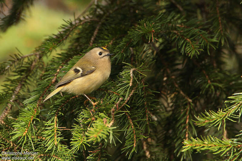 Goldcrest male adult, identification