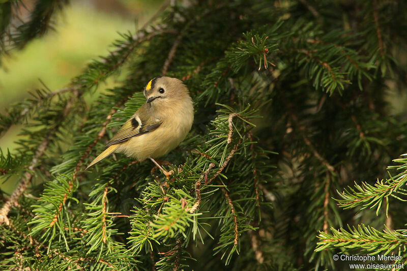 Goldcrest