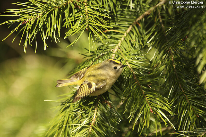 Goldcrest