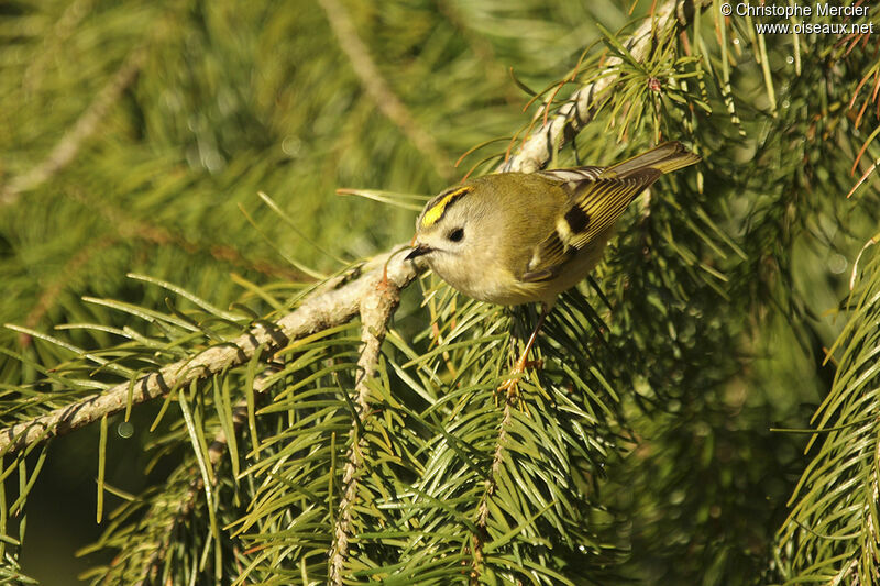 Goldcrest