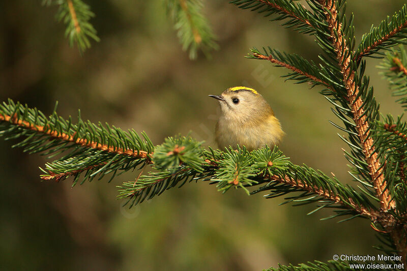 Goldcrest