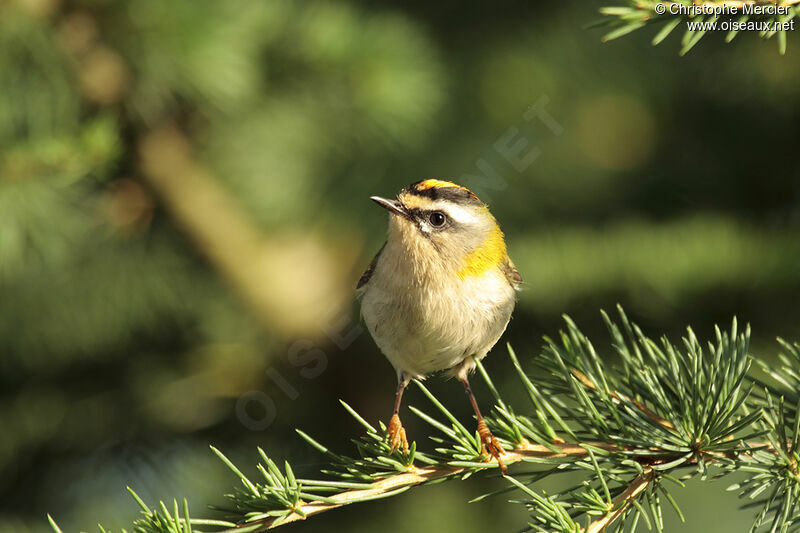 Common Firecrest