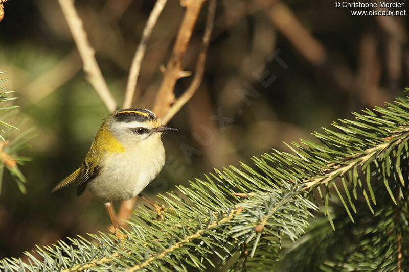 Common Firecrest