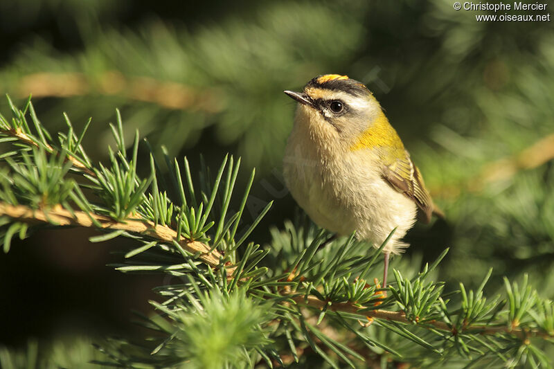 Common Firecrest