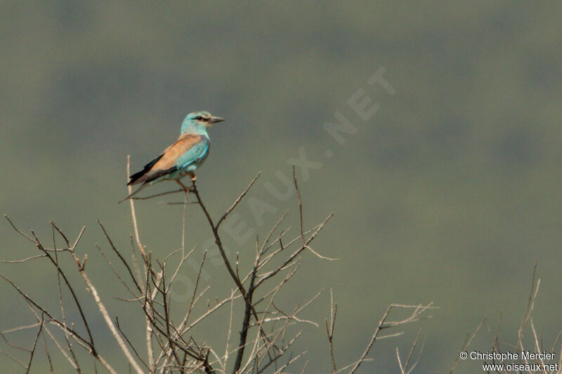 European Roller