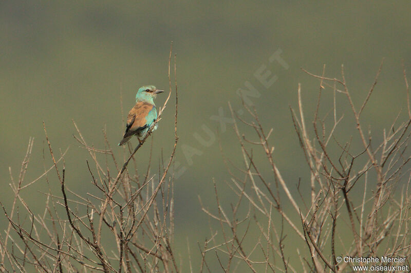 European Roller