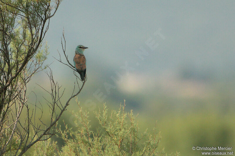 European Roller