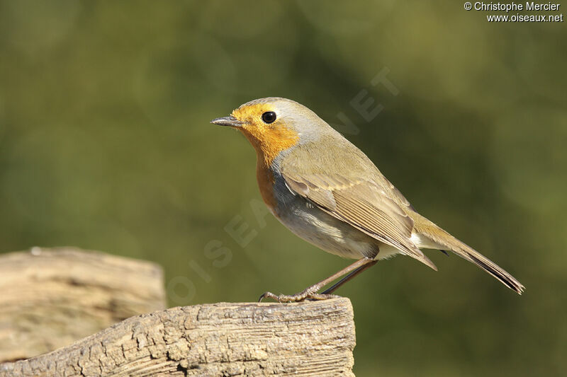 European Robin