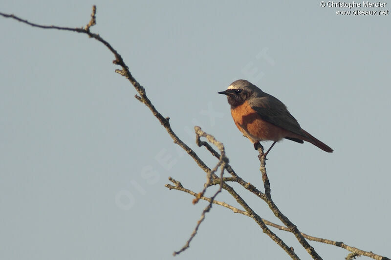 Common Redstart