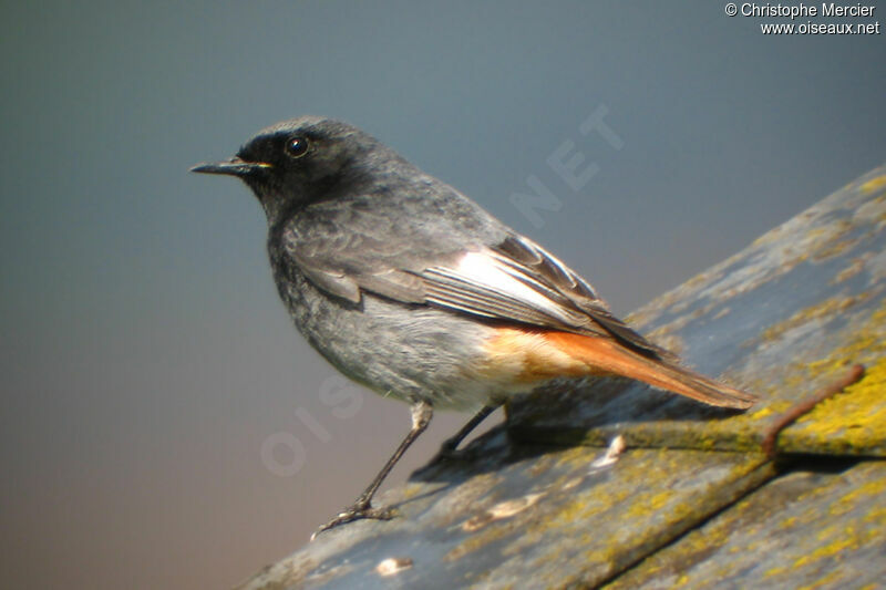 Black Redstart