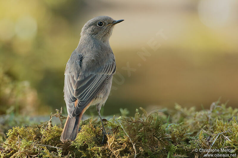 Black Redstart