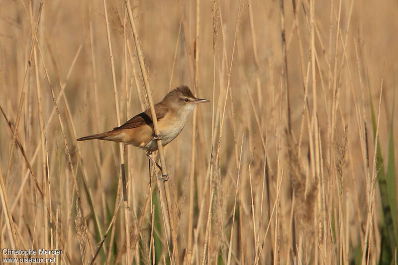 Great Reed Warbleradult, habitat, Behaviour