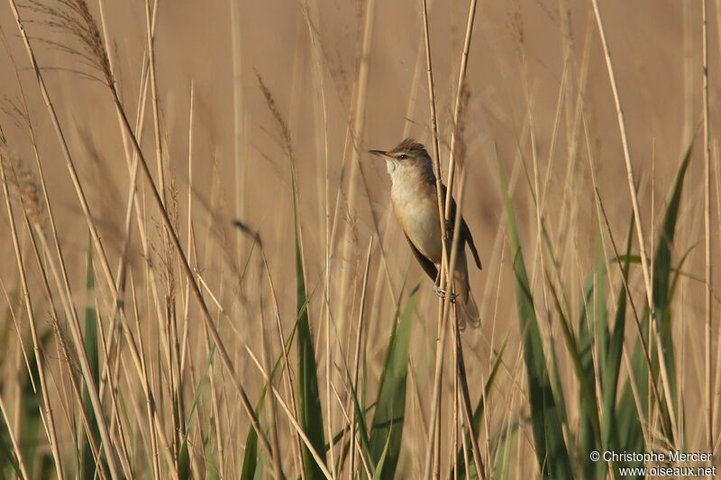 Great Reed Warbler