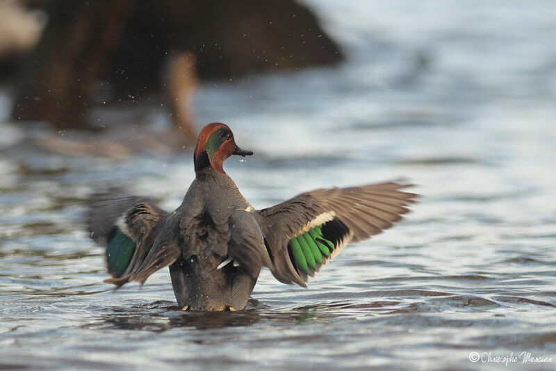 Green-winged Teal