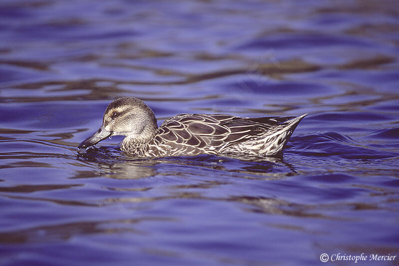 Garganey female