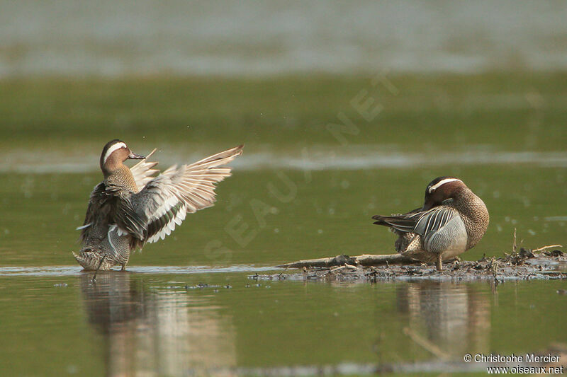 Garganey