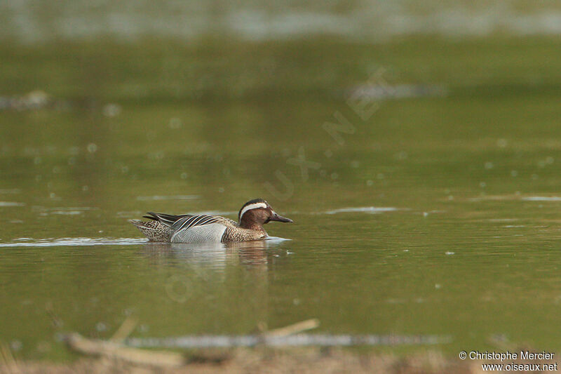 Garganey