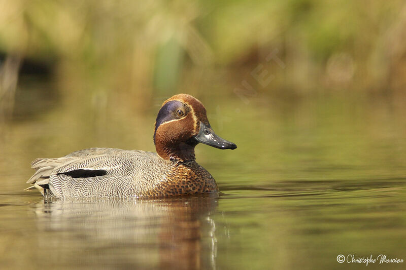 Eurasian Teal