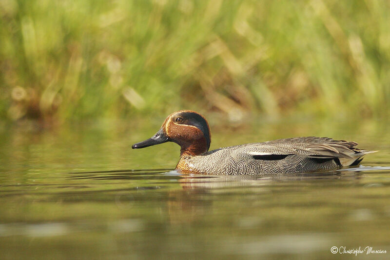 Eurasian Teal