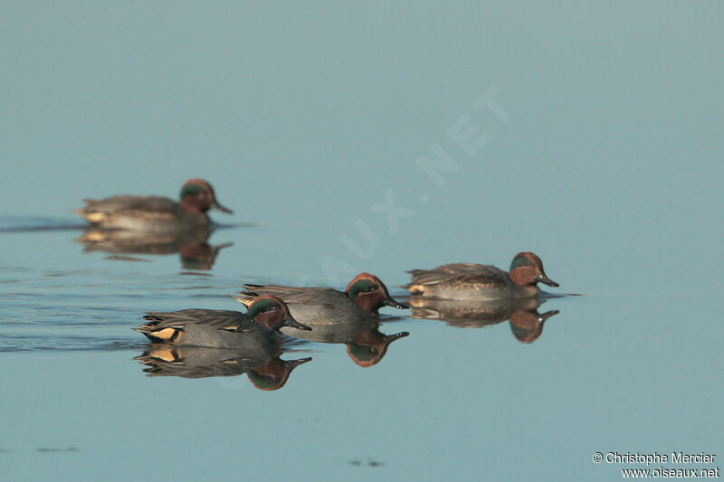 Eurasian Teal