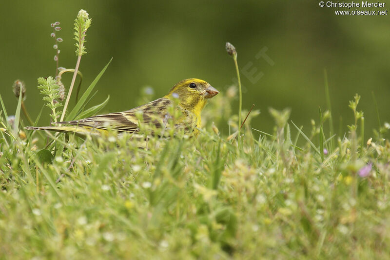 Serin cini