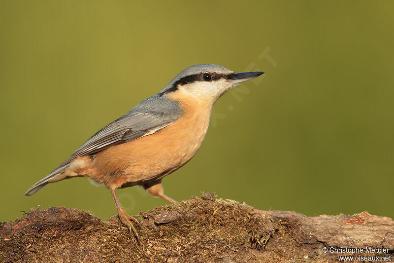 Eurasian Nuthatch