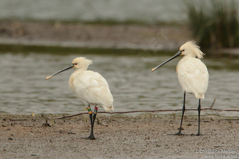 Eurasian Spoonbill