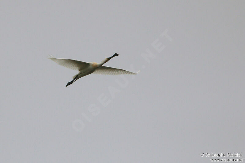 Eurasian Spoonbill