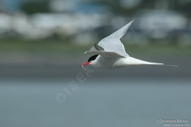 Arctic Tern