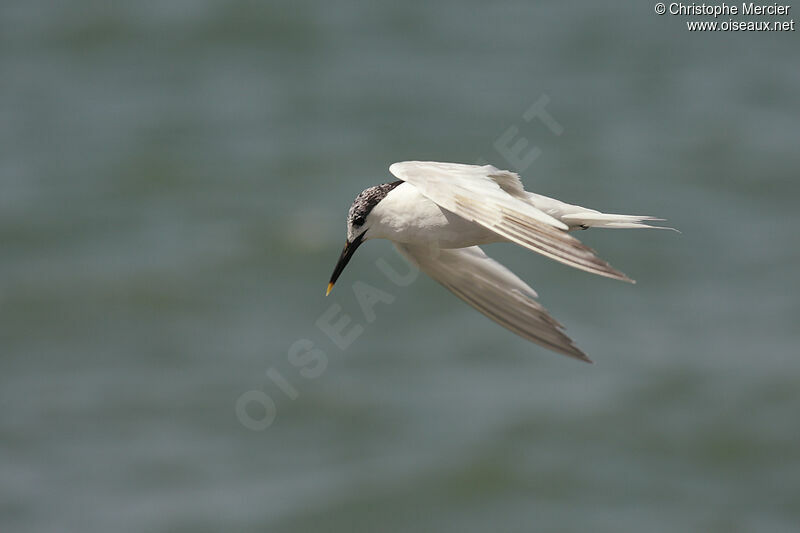 Sandwich Tern