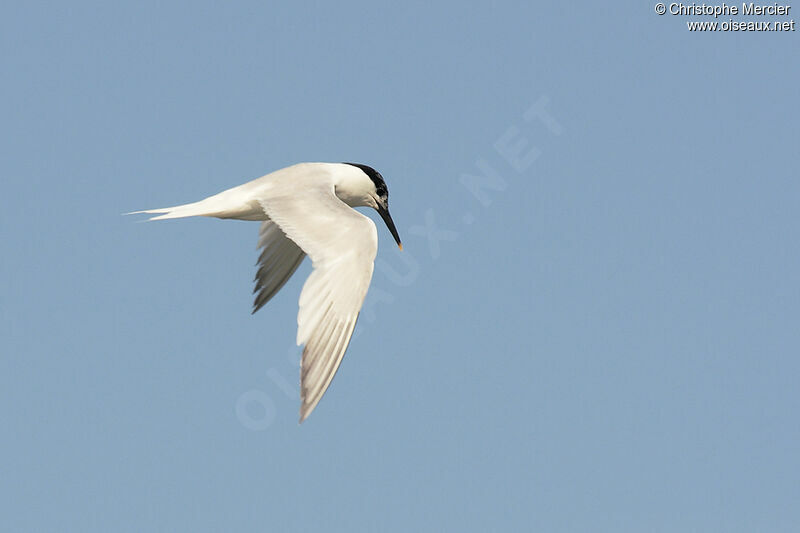 Sandwich Tern