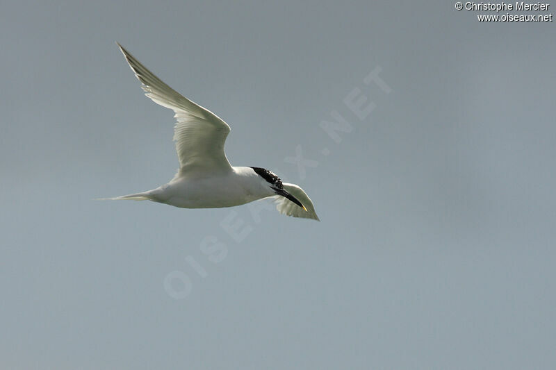 Sandwich Tern