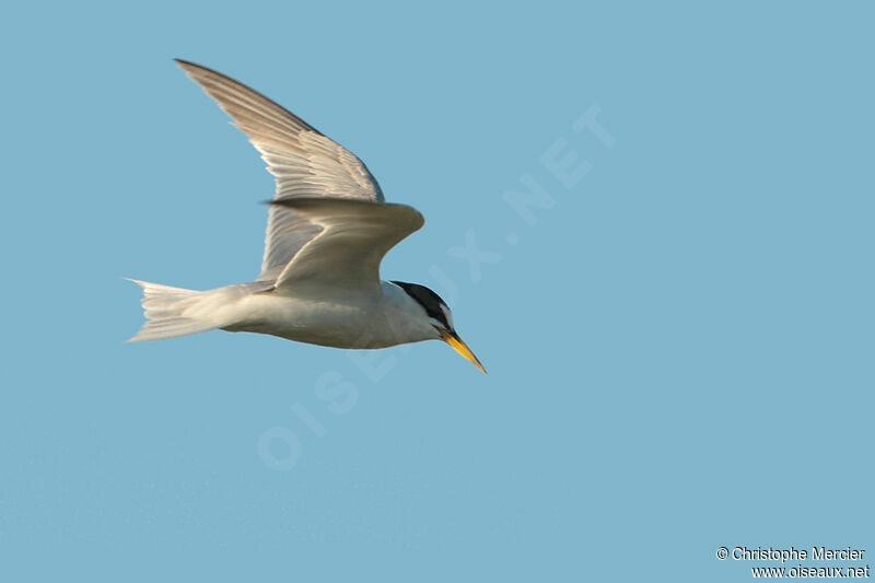 Little Tern