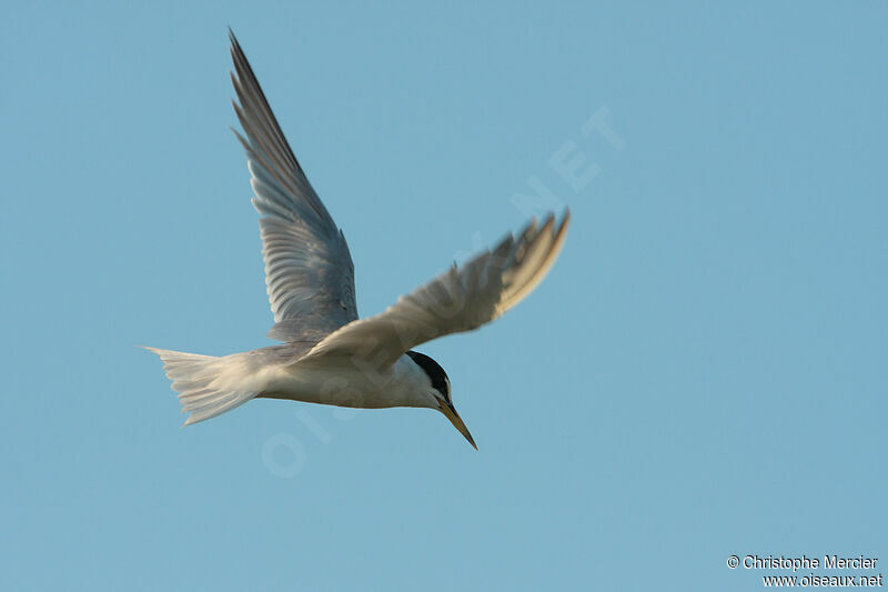 Little Tern