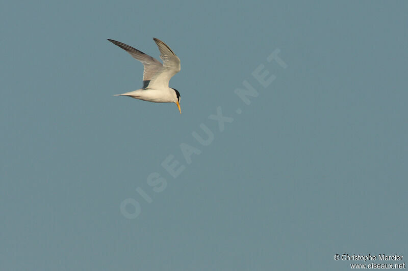 Little Tern