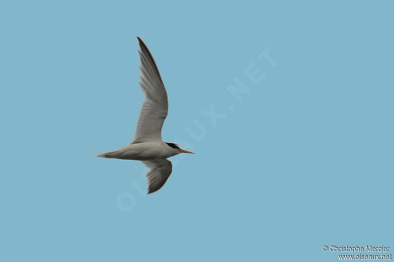 Little Tern