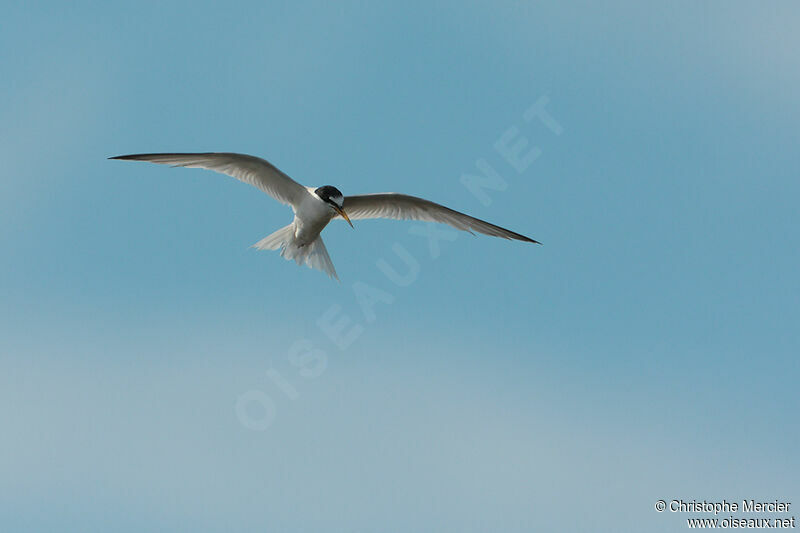 Little Tern