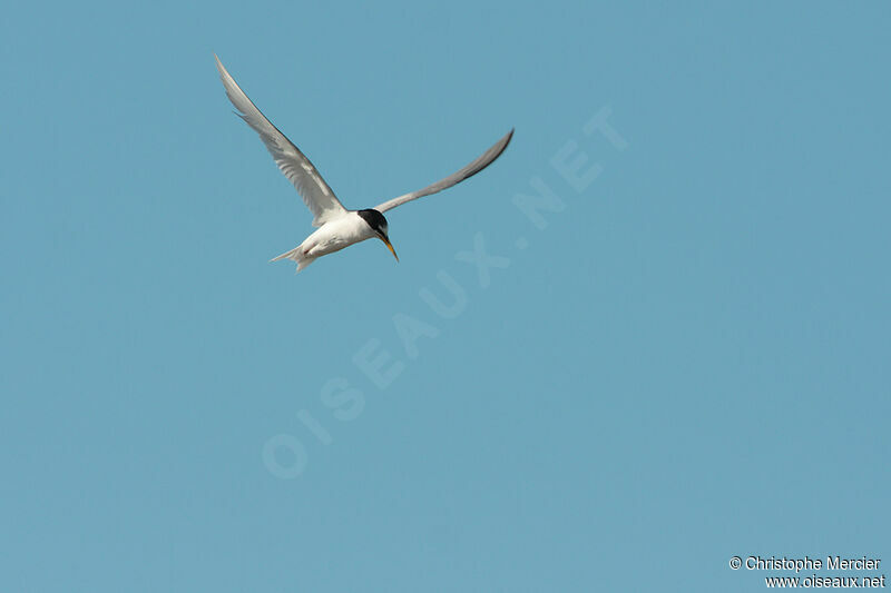 Little Tern