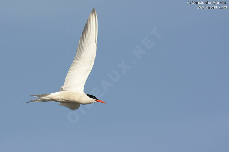 Common Tern