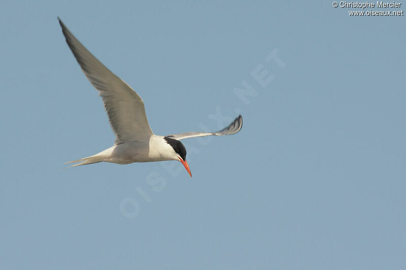 Common Tern